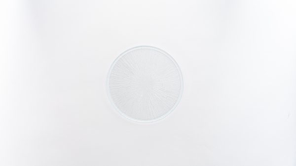 Rexy Plate Clear 8.25" 8 pcs - Image 2