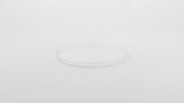 Rexy Plate Clear 8.25" 8 pcs